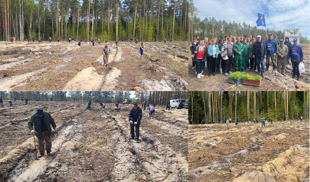 лесное хозяйство в 2023 году